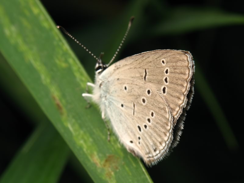 Cupido minimus (Fuessly, 1775)